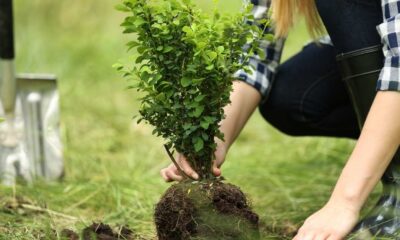 World Environment Day 2021 quotes